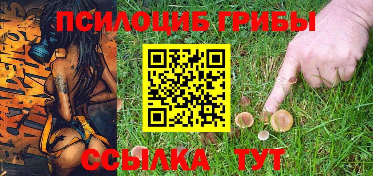 Галлюциногенные грибы Psilocybe  Вход с VPN  Клинцы 